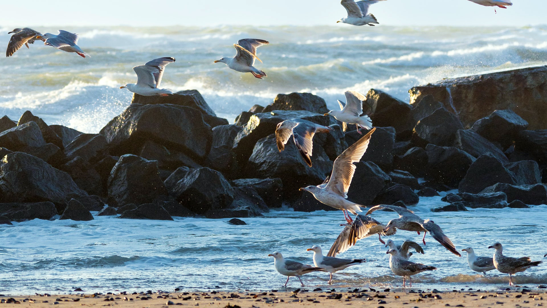 Ocean Birds