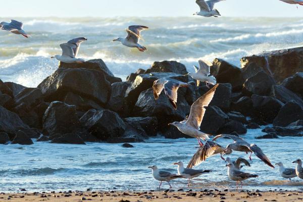 Ocean Birds