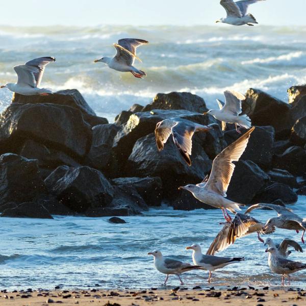 Ocean Birds